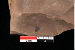 Foto (Detailansicht) von Pinus taedaeformis Unger (NHMW-GEO-2024-0188-0273)